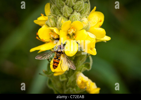 Episyrphus balteatus marmelade hoverfly (Verbascum densiflorum) sur Banque D'Images