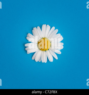 Leucanthemum vulgare . Oxeye daisy sur fond bleu Banque D'Images