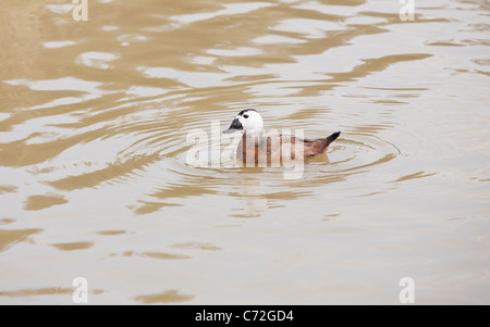 Un homme blanc (Oxyura leucocephala) à Pensthorpe réserve faunique, Norfolk, Royaume-Uni. Banque D'Images