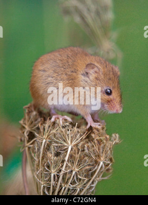 Micromys minutus (Souris) assis sur seedhead Banque D'Images