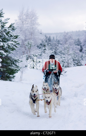 Courses de chiens de traîneau dans Glenmore Forest, Aviemore. Husky de Sibérie (2010) Rallye du Club Banque D'Images