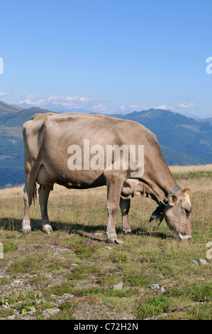 'Brune Suisse' - élevage de vaches Suisses brunes sans cornes vache laitière - Monte Tamaro - Suisse Banque D'Images