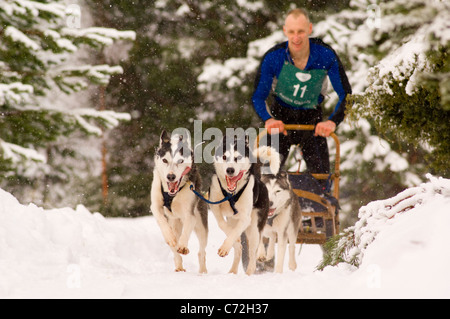 Courses de chiens de traîneau dans Glenmore Forest, Aviemore. Husky de Sibérie (2010) Rallye du Club Banque D'Images