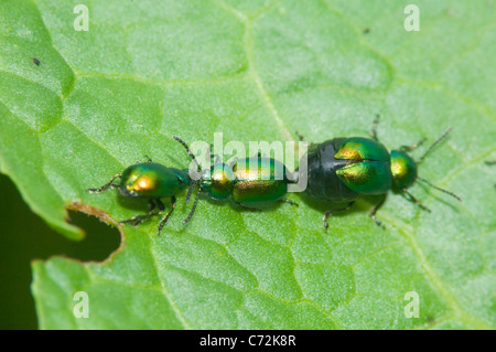 Les criocères (Gastrophysa viridula), France Banque D'Images