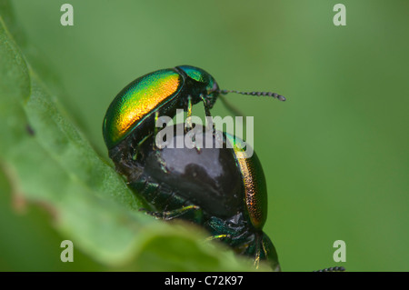 Les chrysomèles (Gastrophysa viridula), France Banque D'Images