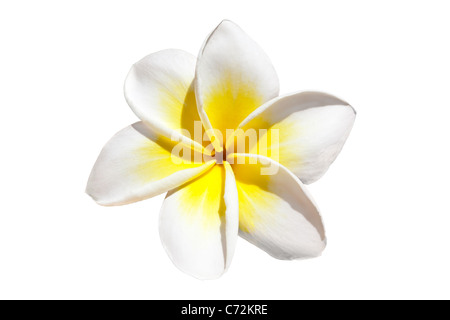 Fleur de frangipanier isolé sur fond blanc Banque D'Images
