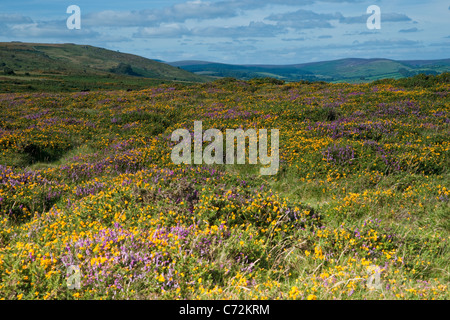 L'été sur le Dartmoor avec de l'or d'ajoncs et de bruyère en fleur violet - paysage long shot à travers la lande Banque D'Images