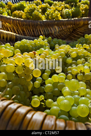 Des paniers de vendanges Chardonnay fraîchement récoltées dans des paniers en osier bourguignonne bourgogne france Banque D'Images