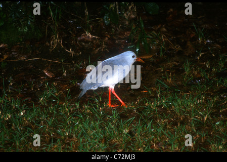 Kagu ou Cagou Rhynochetos jubatus,, est un oiseau endémique à la Nouvelle Calédonie et est une espèce en voie de disparition Banque D'Images