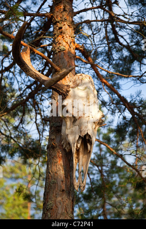 L'ELK et placée sur un arbre dans la forêt, la Carélie, Russie Banque D'Images