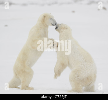 Combat de l'ours polaire. Deux ours polaires se battre. La végétation de taille inférieure à la toundra. La neige. Banque D'Images