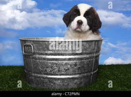 Adorable Saint Bernard Puppy Portrait Banque D'Images