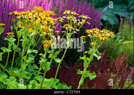 Image en gros plan de l'été, la floraison des fleurs jaunes Ligulaire dans un bain d'frontière. Banque D'Images