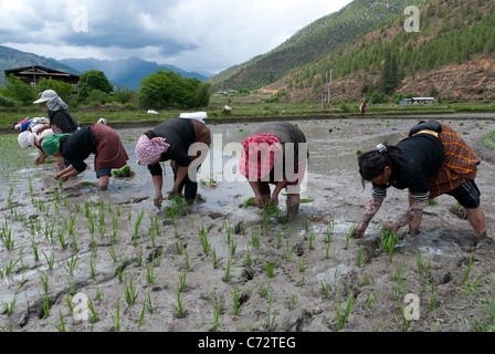 La culture du riz. Les agricultrices le repiquage du riz tire en rizières. La vallée de Paro au Bhoutan. Banque D'Images