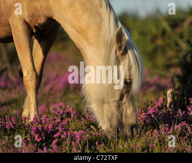 Poney new forest eating Heather Banque D'Images