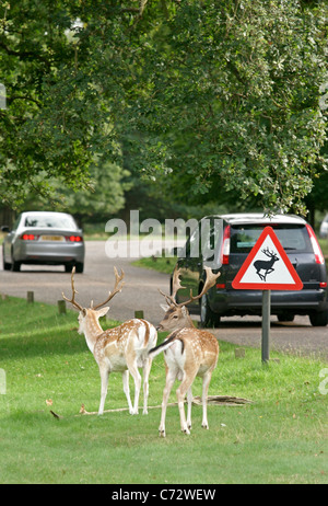 Daims broutent à côté d'un panneau indicateur de passage à niveau à Deer Park Richmond comme voitures passent par le long de Queen's Road Banque D'Images