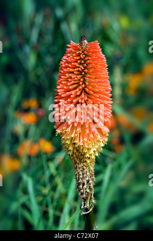 Kniphofia uvaria 'Maxima' - red hot poker Banque D'Images