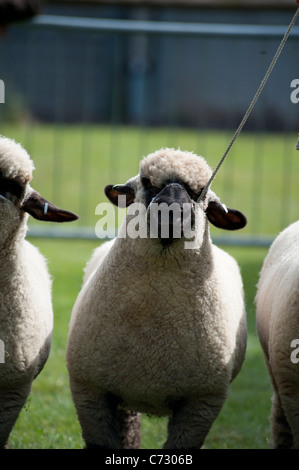 Le Oxford get moutons jugé lors du dernier Royal Show en juillet 2009 Banque D'Images