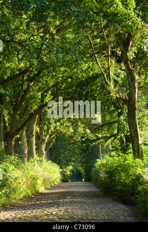 Route bordée d'arbres, Ruegen Island, Mecklembourg-Poméranie-Occidentale, Allemagne, Europe Banque D'Images