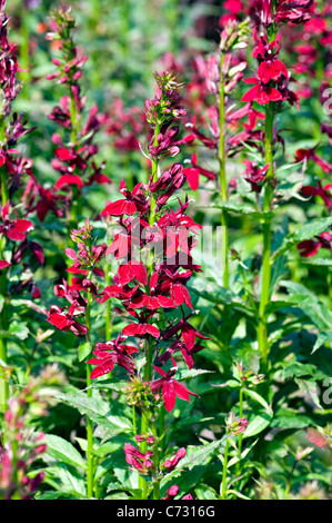 Lobelia x speciosa 'Burgundy' Ventilateur - Ventilateur series Banque D'Images