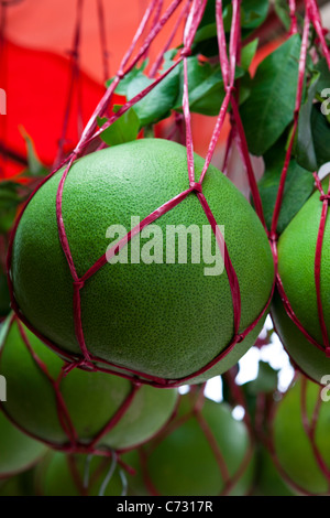 Le pomelo Citrus maxima ou Citrus Grandis est un agrume originaire de l'Asie du sud-est généralement de couleur verte à maturité. Banque D'Images