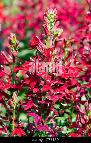 Lobelia x speciosa 'Burgundy' Ventilateur - Ventilateur series Banque D'Images