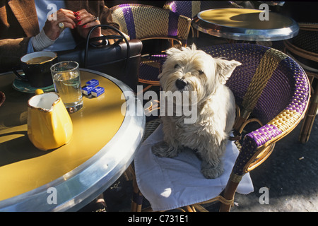 West Highland White Terrier assis sur une chaise bistro à l'extérieur d'un café, Paris, France Banque D'Images