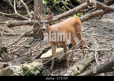 Red Deer Brocket (Mazama americana), Zoo de Belize, Mile 29, dans l'ouest de l'Autoroute, Belize City, Belize, Amérique Centrale Banque D'Images