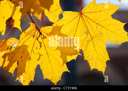 Feuilles d'érable de couleurs d'automne Banque D'Images