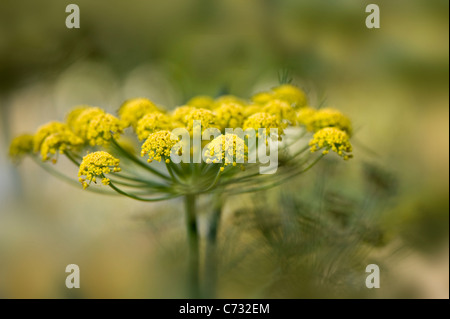 Image en gros plan de l'été, la floraison de fleurs jaunes Foeniculum vulgare également connu sous le nom de fenouil commun, image prise contre un arrière-plan. Banque D'Images