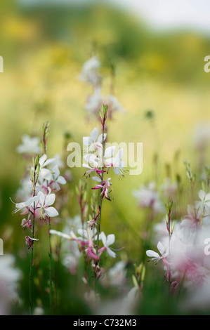 Close-up image de Gaura lindheimeri 'Whirling Butterflies' gaura fleurs roses et blanches prises sur un fond mou Banque D'Images