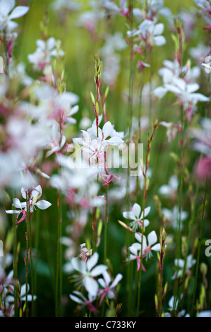 Close-up image de Gaura lindheimeri 'Whirling Butterflies' gaura fleurs roses et blanches prises sur un fond mou Banque D'Images