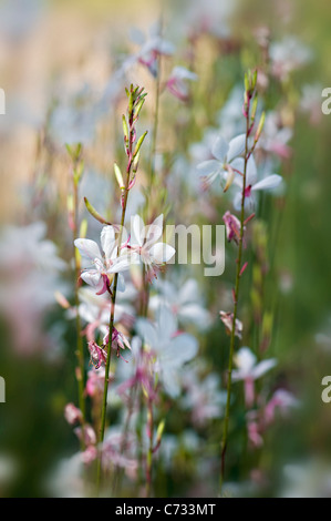 Close-up image de Gaura lindheimeri 'Whirling Butterflies' gaura fleurs roses et blanches prises sur un fond mou Banque D'Images