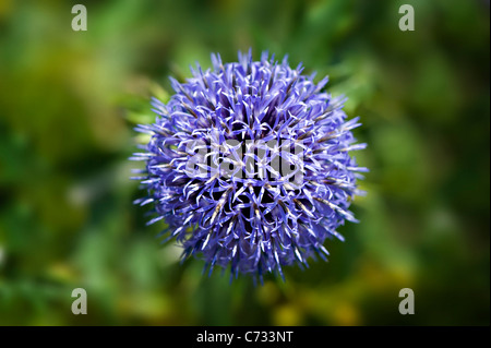 Close-up, macro image d'un seul, bleu Echinops ritro Veitch's Blue flower head - petit globe thistle. Banque D'Images