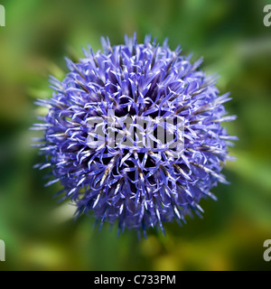 Close-up, d'une seule image macro blue Echinops ritro Veitch's Blue flower head - petit globe thistle. Banque D'Images