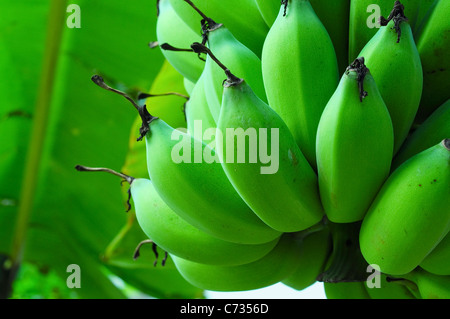Gros plan d'un chef de bananes sur un bananier Banque D'Images