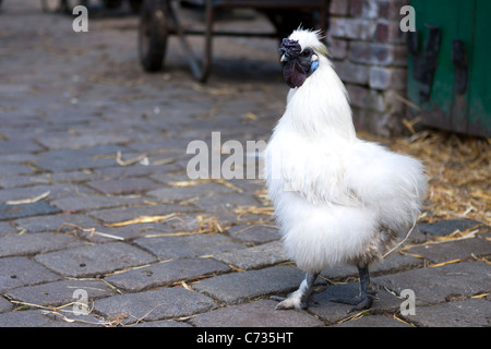 Un coq blanc avec un bec noir contrasté, debout dans un environnement rural extérieur Banque D'Images