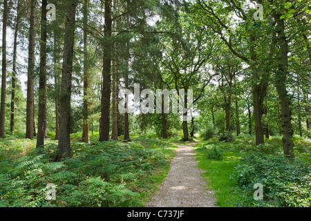 Chemin à travers les bois à Lucy Hill dans le New Forest, Hampshire, England, UK Banque D'Images