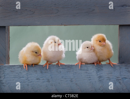 Dayold nouvellement éclos poussins dans hangar bleu Banque D'Images