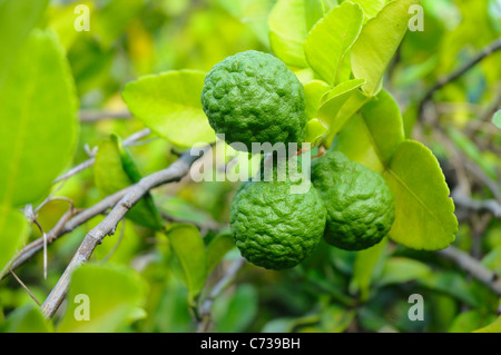 Leech trois fruits lime Banque D'Images