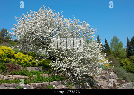 L'Amélanchier (Amelanchier, Juneberry ovalis), arbre en fleurs. Banque D'Images