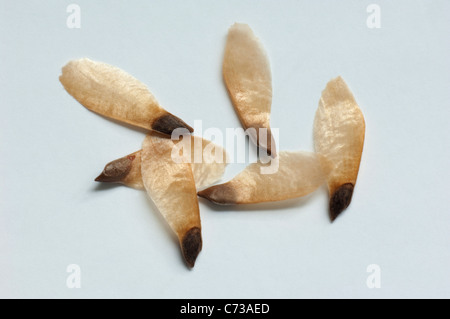 Epicéa commun, l'épinette de Norvège (Picea abies), les graines. Studio photo sur un fond blanc. Banque D'Images