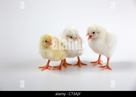 Dayold trois oisillons nouvellement éclos dans une rangée sur fond uni Banque D'Images