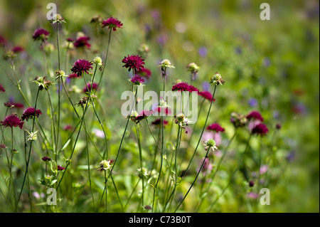 Les fleurs délicates de Scabiosa atropurpurea aussi connu sous le mourningbride ou sweet scabious flower, prises contre un arrière-plan. Banque D'Images