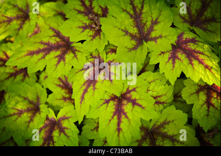 X Heucherella 'Spotlight' - Heuchère cloches écumeuses, racine d'alun ou coral bells Banque D'Images