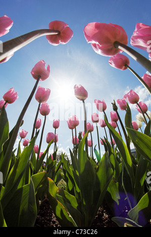 Tulipe rose vue d'en bas contre le bleu ciel ensoleillé, Skagit Valley, Mount Vernon, Washington, USA Banque D'Images