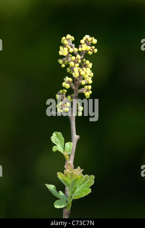 Fragrant Sumac (Rhus aromatica). Rameau en fleurs. Banque D'Images