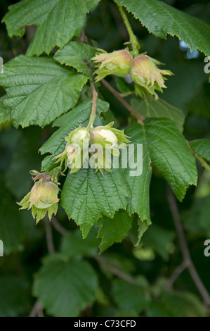 Le noisetier commun (Corylus avellana), branche avec les écrous et les feuilles vertes. Banque D'Images