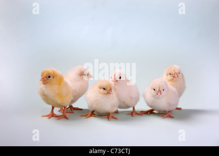 Dayold six poussins nouvellement éclos dans une rangée sur fond uni Banque D'Images