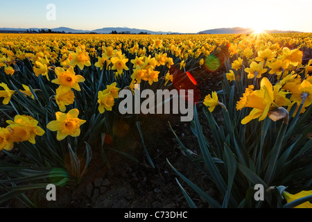 Lever de Soleil sur fond jaune jonquilles, Skagit Valley, Mount Vernon, Skagit County, Washington, USA Banque D'Images